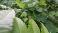 Image of Groundnut Bug, Acanthocoris sordidus (Coreidae) on green leaves. Insect. Animal