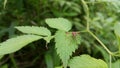 Image of Groundnut Bug, Acanthocoris sordidus (Coreidae) on green leaves. Insect. Animal
