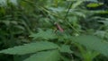 Image of Groundnut Bug, Acanthocoris sordidus (Coreidae) on green leaves. Insect. Animal