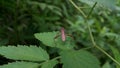 Image of Groundnut Bug, Acanthocoris sordidus (Coreidae) on green leaves. Insect. Animal