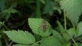 Image of Groundnut Bug, Acanthocoris sordidus (Coreidae) on green leaves. Insect. Animal