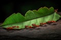 an image of a group of ants on a leaf. Generative Ai