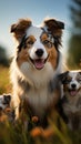 Image Group of Aussie dogs, mom with puppies, playing in meadow Royalty Free Stock Photo