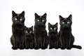 Image of group of black cats on white background. Pet. Animals. Illustration, Generative AI Royalty Free Stock Photo