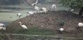 This is an image of group of black headed ibis birds