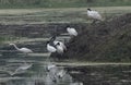 This is an image of group of black headed ibis birds