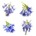 Image group of blue bells flowers on white background. Nature. Illustration, Generative AI