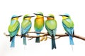 Image of group of blue-tailed bee-eater on a branch on a white background. Birds. Animals. Illustration, Generative AI