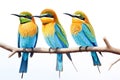 Image of group of blue-tailed bee-eater on a branch on a white background. Birds. Animals. Illustration, Generative AI