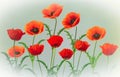 Spectacular blooming red poppies Royalty Free Stock Photo