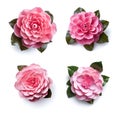 Image group of camellia flowers on white background. Nature. Illustration, Generative AI Royalty Free Stock Photo