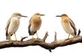 Image of group of chinese pond heron on a branch on a white background. Birds. Animals. Illustration, Generative AI