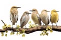 Image of group of chinese pond heron on a branch on a white background. Birds. Animals. Illustration, Generative AI