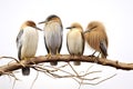 Image of group of chinese pond heron on a branch on a white background. Birds. Animals. Illustration, Generative AI