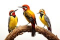 Image of group of common flameback birds on a branch on a white background. Birds. Animals. Illustration, Generative AI