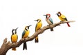 Image of group of common flameback birds on a branch on a white background. Birds. Animals. Illustration, Generative AI