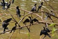 This is an image group of cormorant birds spread wings