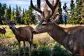 A group of deer standing in a field near Whitehorse, Yukon.