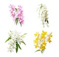 Image group of dendrobium unicum seidenf flower orchid on white background. Nature. Illustration, Generative AI Royalty Free Stock Photo