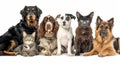 An image of a group of dogs and cats against a white background Royalty Free Stock Photo