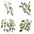 Image group of an eucalyptu leaf on white background. Nature. Illustration, Generative AI