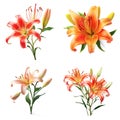 Image group of flame lily flower on white background. Nature. Illustration, Generative AI Royalty Free Stock Photo