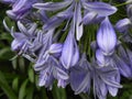 an image of a group of flowers that are in the grass