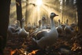 Image of group of geese in the forest. Farm animals. Illustration, Generative AI Royalty Free Stock Photo
