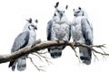 Image of group of harpy eagle on a branch on a white background. Birds. Animals. Illustration, Generative AI