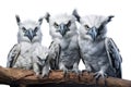 Image of group of harpy eagle on a branch on a white background. Birds. Animals. Illustration, Generative AI