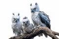 Image of group of harpy eagle on a branch on a white background. Birds. Animals. Illustration, Generative AI