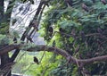 This is an image group of Indian eagle birds. Royalty Free Stock Photo