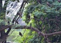 This is an image group of Indian eagle birds.