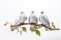Image of group of javanese dove on a branch on a white background. Birds. Animals. Illustration, Generative AI