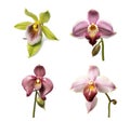 Image group of ladys slipper orchid flower on white background. Nature. Illustration, Generative AI