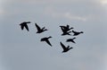 Image of a group of mallards flying in the sky Royalty Free Stock Photo
