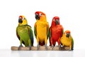 Image of group of parrot on a white background. Birds. Pet. Animals. Illustration, Generative AI Royalty Free Stock Photo