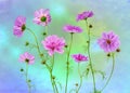 Wonderful dancing Cosmos flowers Royalty Free Stock Photo