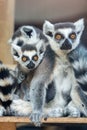 Image of Group of ring-tailed lemurs and children sitting on a tree branch Royalty Free Stock Photo