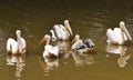 This is an image group of rosy pelican bird.