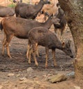 This is an image group of sambar deer. Royalty Free Stock Photo