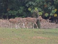 This is an image group of spotted deer or axisaxis. Royalty Free Stock Photo