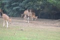 This is an image group of spotted deer or axisaxis.