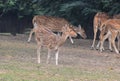 This is an image group of spotted deer in india.