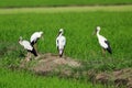 Image of group stork.