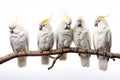 Image of group of white cockatoo on the branch on a white background. Birds. Pet. Animals. Illustration, Generative AI