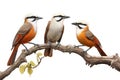 Image of group of white-crested laughing thrush birds on a branch on a white background. Birds. Animals. Illustration, Generative