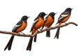 Image of group of white-rumped shama bird on a branch on a white background. Birds. Animals. Illustration, Generative AI
