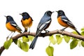 Image of group of white-rumped shama bird on a branch on a white background. Birds. Animals. Illustration, Generative AI