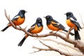 Image of group of white-rumped shama bird on a branch on a white background. Birds. Animals. Illustration, Generative AI